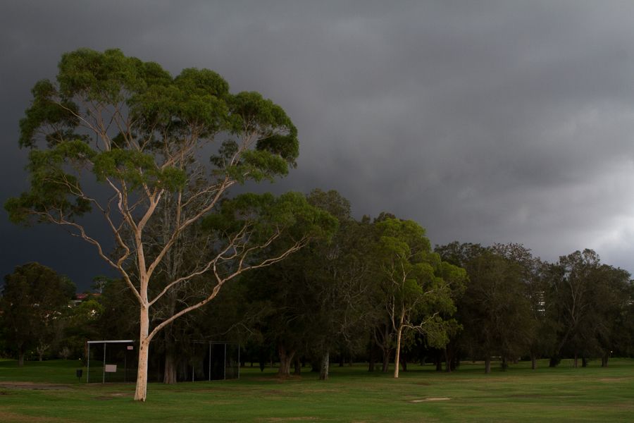 Gum Tree