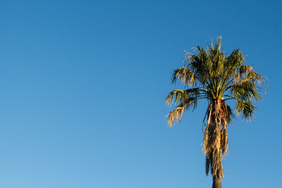 Palm tree.