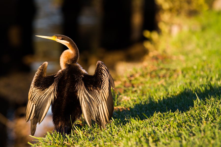 Darter (Anhinga melanogaster).