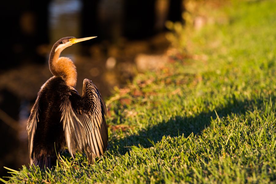 Darter (Anhinga melanogaster).