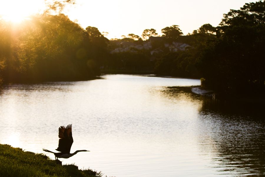 Darter (Anhinga melanogaster).