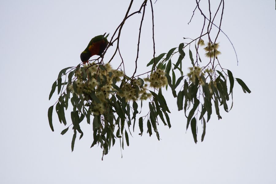 Rainbow Lorikeet.