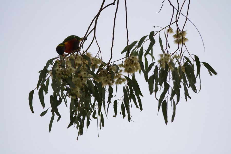 Rainbow Lorikeet.