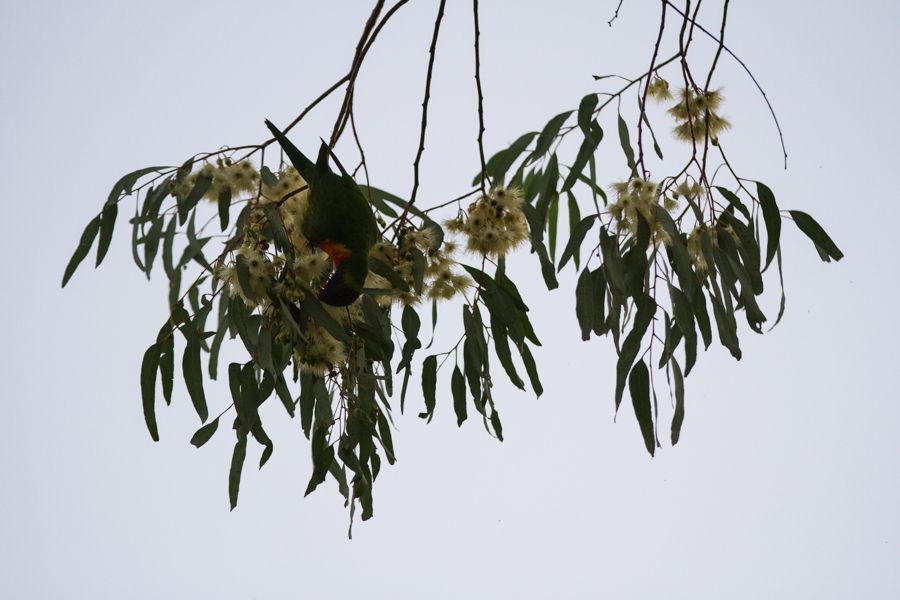 Rainbow Lorikeet.