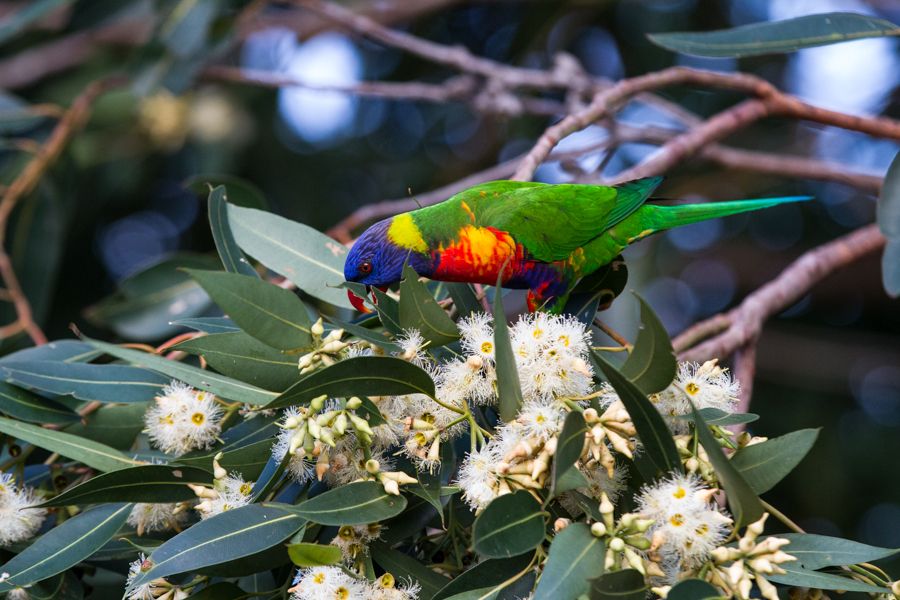 Rainbow Lorikeet.