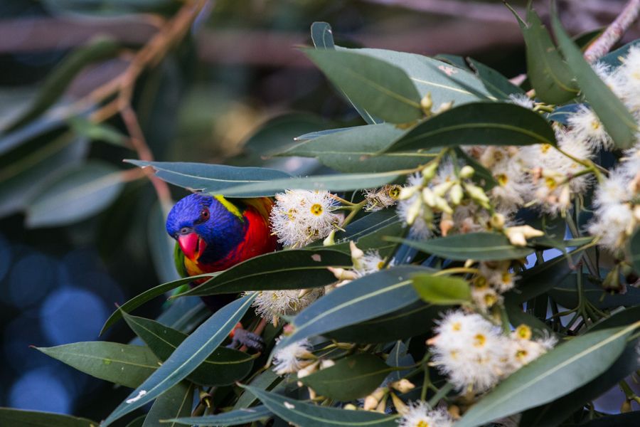 Rainbow Lorikeet.