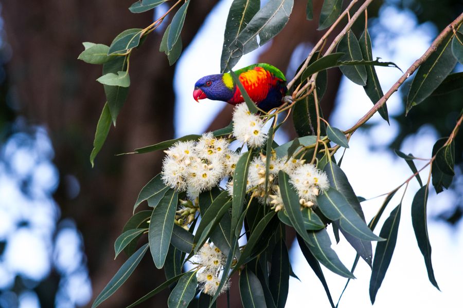 Rainbow Lorikeet.