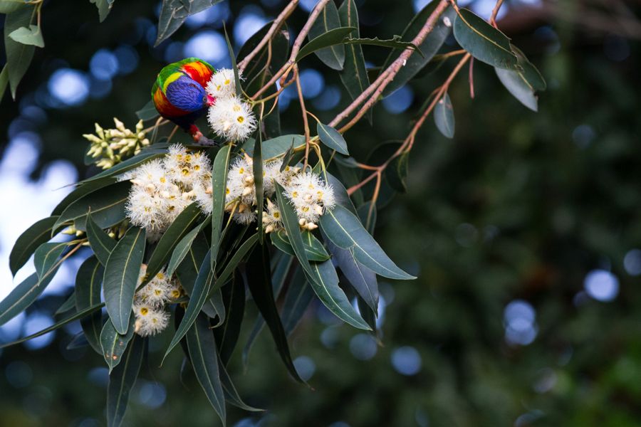 Rainbow Lorikeet.