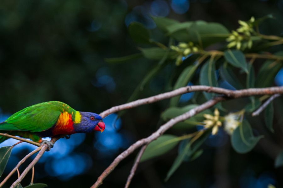 Rainbow Lorikeet.