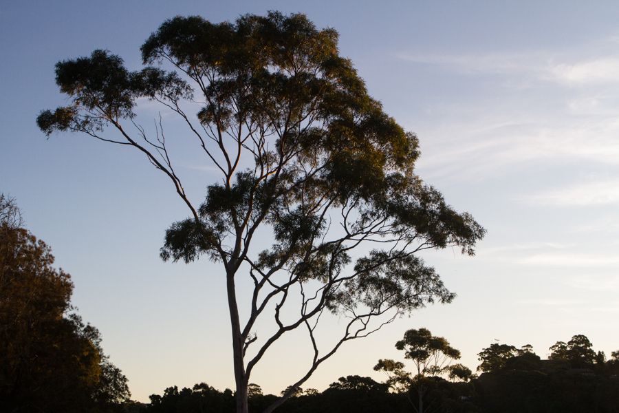 Eucalyptus.