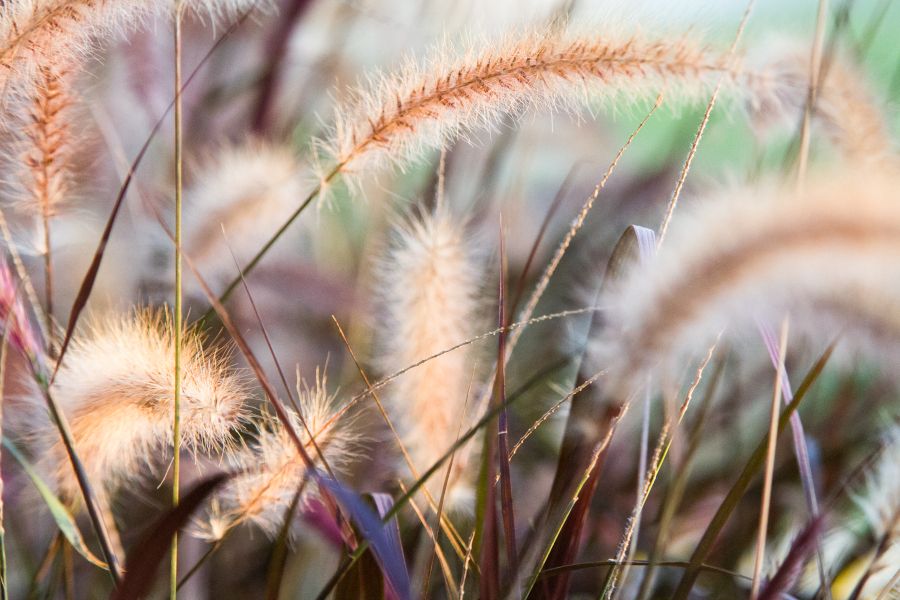 Grass heads.