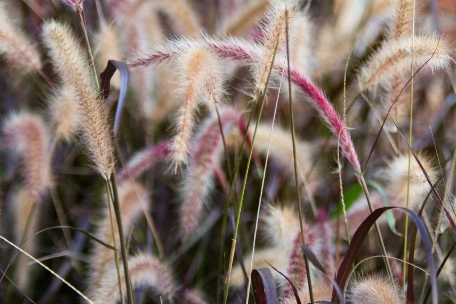 Purple stalks.