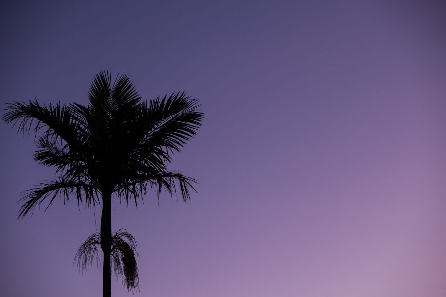 Palm tree.