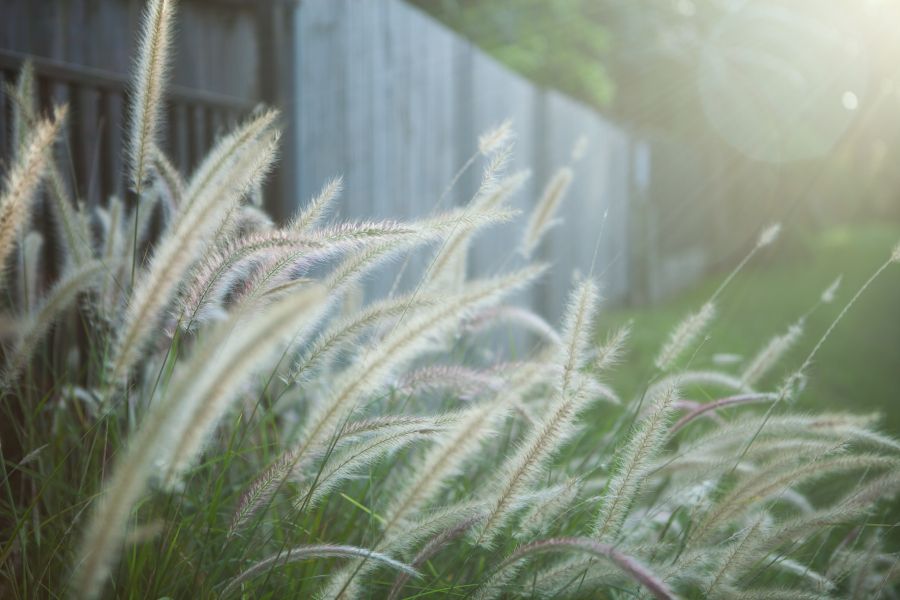 Backlit grass.